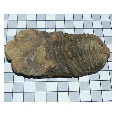 ZK-17 Trilobit ca 9cm