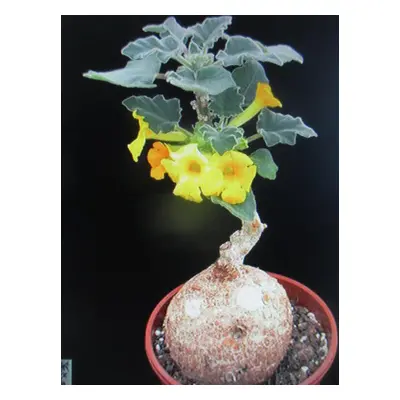 Uncarina roeoesliana ( Madagaskar ) Kaudex