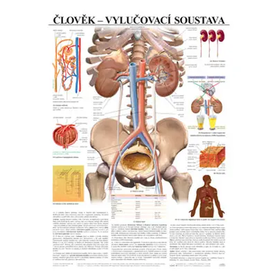 Člověk - vylučovací soustava