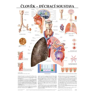 Člověk - dýchací soustava