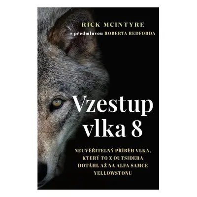 Vzestup vlka 8 - Neuvěřitelný příběh vlka, který to z outsidera dotáhl až na alfa samce Yellowst