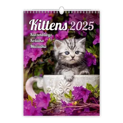 Kalendář nástěnný 2025 - Kittens/Katzenbabys/Koťátka/Mačičky