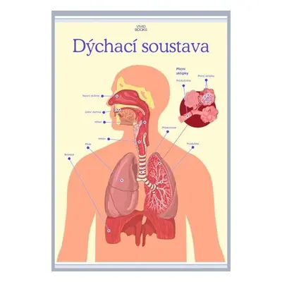 Dýchací soustava 420 × 594 mm