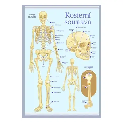 Kosterní soustava 594 × 841 mm - výukový plakát