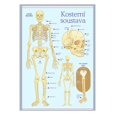 Kosterní soustava 420 × 594 mm - výukový plakát