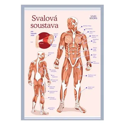 Svalová soustava 594 × 841 mm - výukový plakát