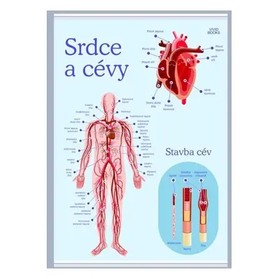 Srdce a cévy 594 × 841 mm