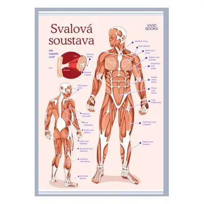 Svalová soustava 420 × 594 mm - výukový plakát