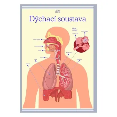 Dýchací soustava 1000 × 1400 mm