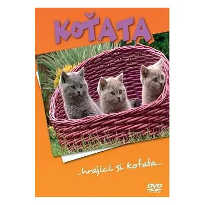 DVD Koťata: ...hrající si koťata...