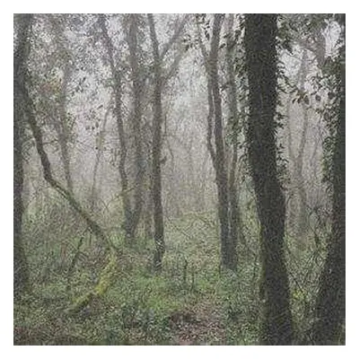 LP Orbe: El Bosque De La Niebla