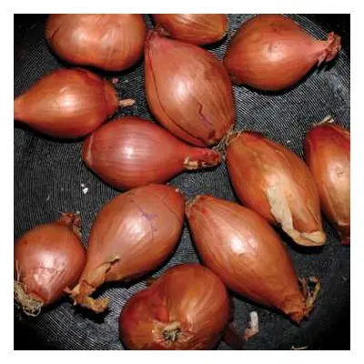 LP Ty Segall: Fried Shallots