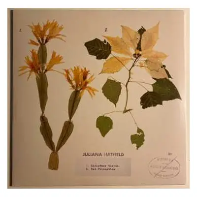 SP Juliana Hatfield: Christmas Cactus CLR | LTD