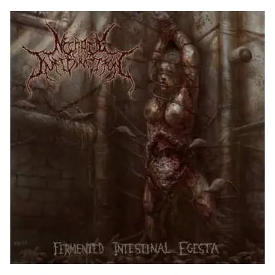 CD Necrotic Infibulation: Fermented Intestinal Egesta