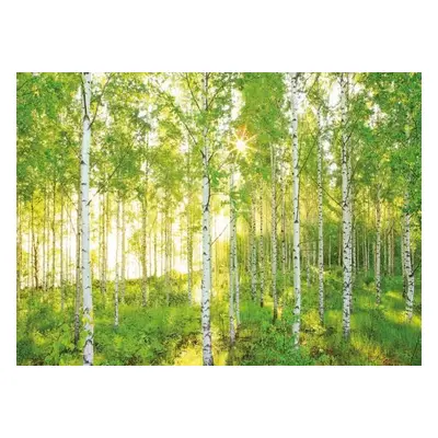 Fototapeta les břízy, rozměr 368 cm x 254 cm, fototapety Komar 8-519