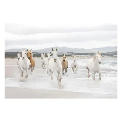 Fototapeta koně, rozměr 368 cm x 254 cm, fototapety White Horses KOMAR 8-986