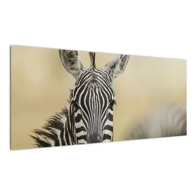 Zebra - obraz (100x40cm)