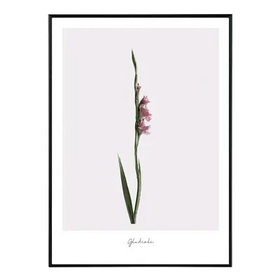 Gladioli - 50x70 cm Obraz