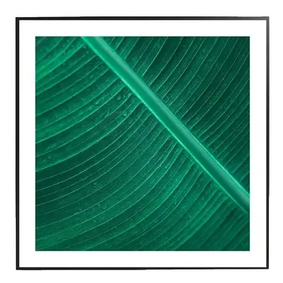 Banana leaf verso - 30x30 cm Obraz