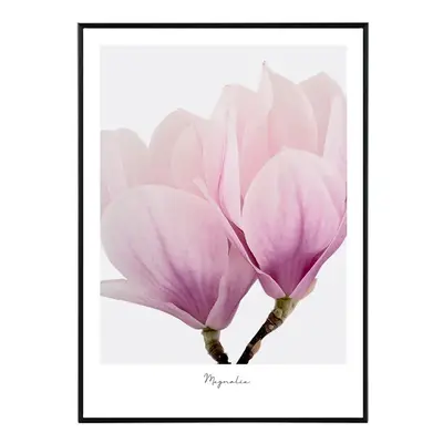 Iconic Magnolia - 50x70 cm Obraz