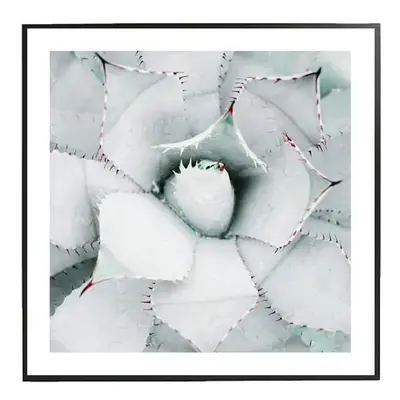 White Agave - 30x30 cm Obraz