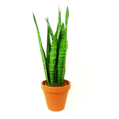 Sansevieria zeylanica, průměr 17 cm