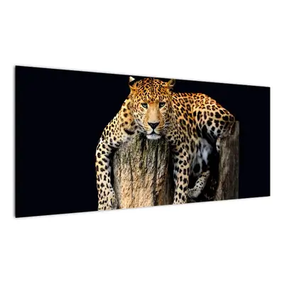 Leopard, obraz (100x40cm)