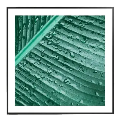 Banana leaf - 30x30 cm Obraz