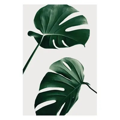 Ilustrace Monstera Natural 46, Studio Collection