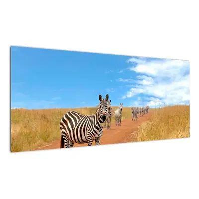 Zebra na cestě - obraz (100x40cm)