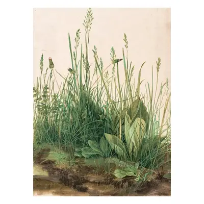 Obrazová reprodukce The Great Piece of Turf (1503), Albrecht Dürer