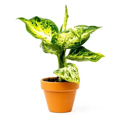 Aglaonema Snowflake, průměr 6 cm