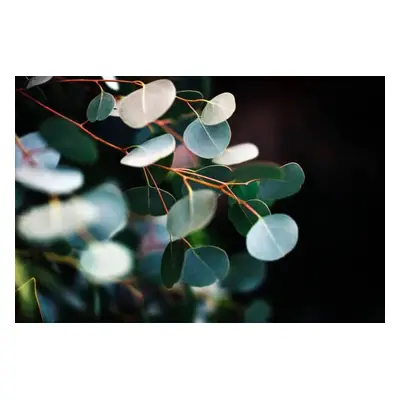 Fotografie eucalyptus, Stephanie Nantel