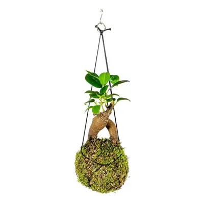 Kokedama Ficus Microcarpa Ginseng (S)