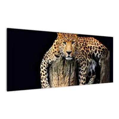 Leopard, obraz (100x40cm)