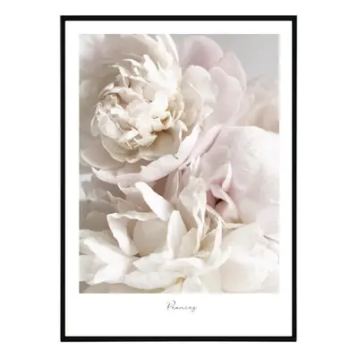 White Peonies - 50x70 cm Obraz