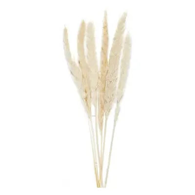 Andrea House, Dekorativní sušené květy Phragmites 70 cm, 6 ks 125 g | přírodní AX70127