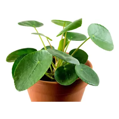 Pilea peperomioides, průměr 12-13 cm