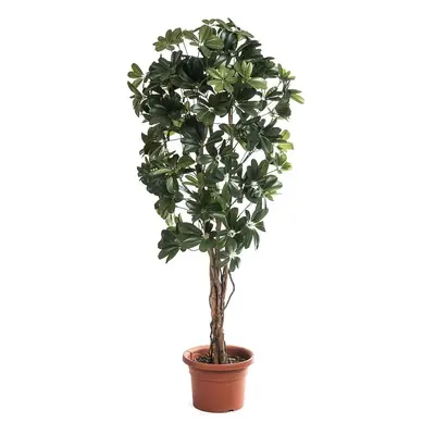 Strom schefflera, 140 cm, HTH