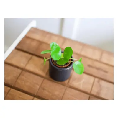 Pilea peperomioides, průměr 6 cm