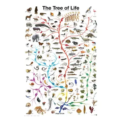 Plakát, Obraz - Evolution - The Tree of Life