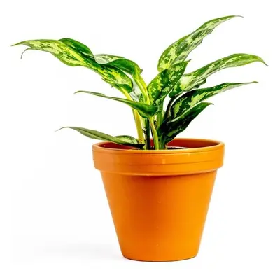 Aglaonema Maria, průměr 12-14 cm