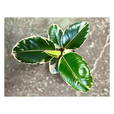 Ficus elastica Tineke, průměr 12 cm