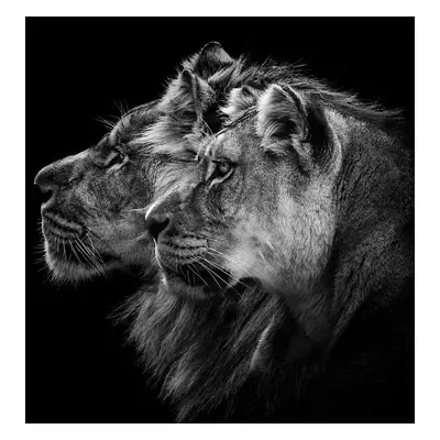 Fotografie Lion and Lioness Portrait, Laurent Lothare Dambreville