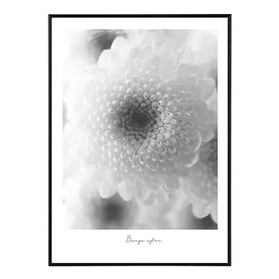 Flower bunga aster - 30x40 cm Obraz