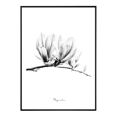 Magnolia - 30x40 cm Obraz