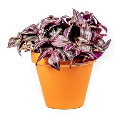 Tradescantia zebrina PURPLE, průměr 6-7,5 cm