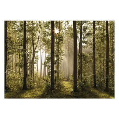 Fototapeta XXL Forest 360 x 254 cm, 4 díly