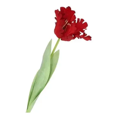 Červený tulipán Silk Tulip Red - 64 cm