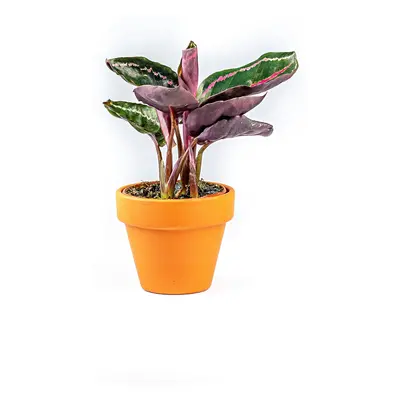 Calathea roseopicta Dotie, průměr 6-7 cm